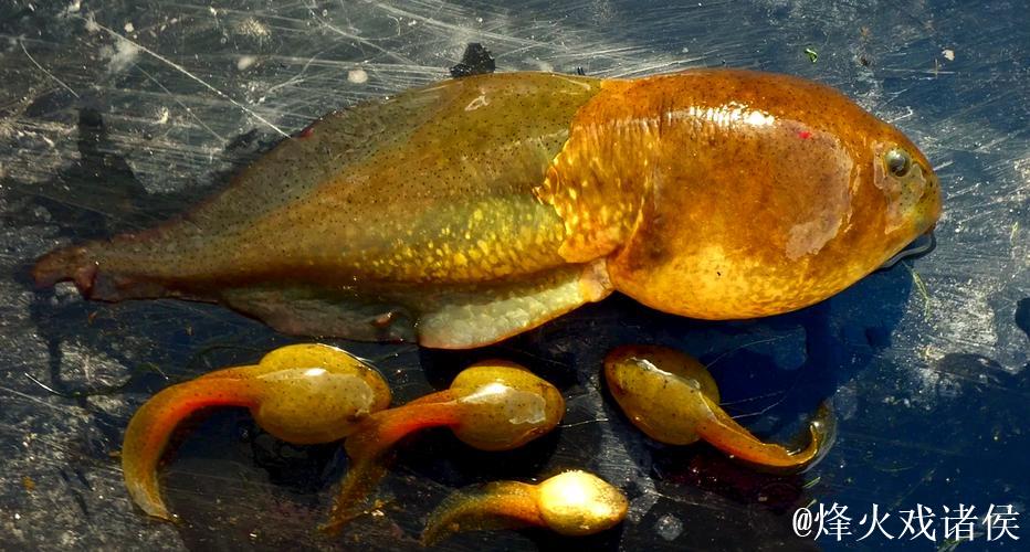 潜入奇幻世界：蝌蚪我窝的秘密生活