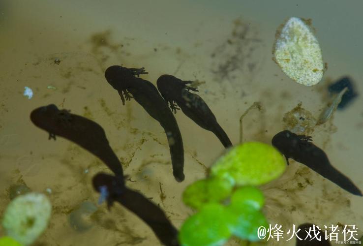 色窝蝌蚪视频欣赏：探索多彩世界